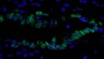 PCNA Antibody in Immunohistochemistry (Paraffin) (IHC (P))