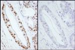 Phospho-SMC1 (Ser966) Antibody in Immunohistochemistry (Paraffin) (IHC (P))