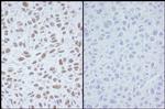 Phospho-SMC1 (Ser966) Antibody in Immunohistochemistry (Paraffin) (IHC (P))