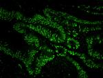 USP7 Antibody in Immunohistochemistry (Paraffin) (IHC (P))