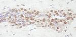 NCOA2/SRC2 Antibody in Immunohistochemistry (Paraffin) (IHC (P))