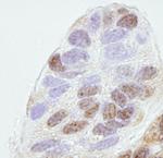 REA Antibody in Immunohistochemistry (Paraffin) (IHC (P))