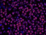 HDAC2 Antibody in Immunohistochemistry (Paraffin) (IHC (P))