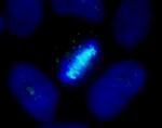 CENP-B Antibody in Immunocytochemistry (ICC/IF)