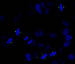 Phospho-Aurora A (Thr288) Antibody in Immunocytochemistry (ICC/IF)