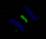 PLK1 Antibody in Immunocytochemistry (ICC/IF)