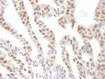 VCP Antibody in Immunohistochemistry (Paraffin) (IHC (P))