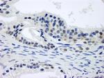 CSN1 Antibody in Immunohistochemistry (Paraffin) (IHC (P))