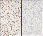 Phospho-XRCC1 (Ser518, Thr519, Thr523) Antibody in Immunohistochemistry (Paraffin) (IHC (P))