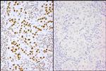 Phospho-XRCC1 (Ser485,Thr488) Antibody in Immunohistochemistry (Paraffin) (IHC (P))