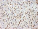 Cul4a Antibody in Immunohistochemistry (Paraffin) (IHC (P))