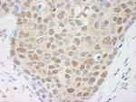 Cul4a Antibody in Immunohistochemistry (Paraffin) (IHC (P))