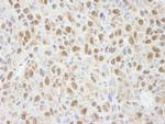 PPP4C Antibody in Immunohistochemistry (Paraffin) (IHC (P))