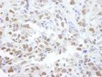 PPP4C Antibody in Immunohistochemistry (Paraffin) (IHC (P))