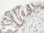 RbBP7 Antibody in Immunohistochemistry (Paraffin) (IHC (P))