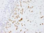 Coronin 1 Antibody in Immunohistochemistry (Paraffin) (IHC (P))