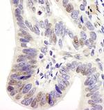 USP28 Antibody in Immunohistochemistry (Paraffin) (IHC (P))