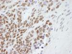 CBX3 Antibody in Immunohistochemistry (Paraffin) (IHC (P))