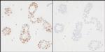 Phospho-PCNA (Tyr211) Antibody in Immunohistochemistry (Paraffin) (IHC (P))