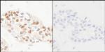 Phospho-PCNA (Tyr211) Antibody in Immunohistochemistry (Paraffin) (IHC (P))