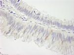 Cul3 Antibody in Immunohistochemistry (Paraffin) (IHC (P))