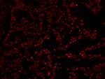 XRN2 Antibody in Immunohistochemistry (Paraffin) (IHC (P))