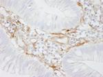 Filamin A Antibody in Immunohistochemistry (Paraffin) (IHC (P))