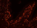 USP47 Antibody in Immunohistochemistry (Paraffin) (IHC (P))