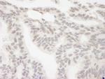 RBM12 Antibody in Immunohistochemistry (Paraffin) (IHC (P))