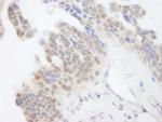 ABI1 Antibody in Immunohistochemistry (Paraffin) (IHC (P))