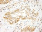 TRIM3/BERP Antibody in Immunohistochemistry (Paraffin) (IHC (P))