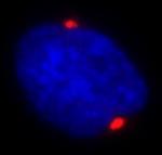 Pericentrin/Kendrin Antibody in Immunocytochemistry (ICC/IF)