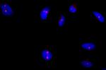 Pericentrin/Kendrin Antibody in Immunocytochemistry (ICC/IF)