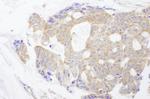 CAD Antibody in Immunohistochemistry (Paraffin) (IHC (P))