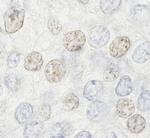 HDAC7 Antibody in Immunohistochemistry (Paraffin) (IHC (P))