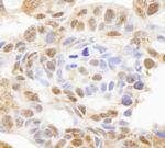 HDAC7 Antibody in Immunohistochemistry (Paraffin) (IHC (P))