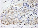 FKBP4/FKBP52 Antibody in Immunohistochemistry (Paraffin) (IHC (P))