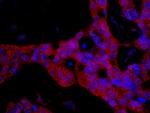 FKBP4/FKBP52 Antibody in Immunohistochemistry (Paraffin) (IHC (P))