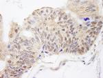 FKBP4/FKBP52 Antibody in Immunohistochemistry (Paraffin) (IHC (P))