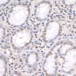 ZFP106 Antibody in Immunohistochemistry (Paraffin) (IHC (P))