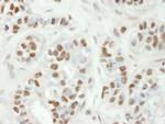 ZC3H11A Antibody in Immunohistochemistry (Paraffin) (IHC (P))