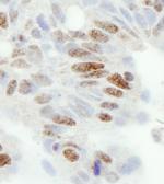 ZC3H11A Antibody in Immunohistochemistry (Paraffin) (IHC (P))