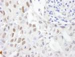 ZHX3 Antibody in Immunohistochemistry (Paraffin) (IHC (P))