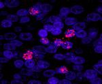 ZHX3 Antibody in Immunohistochemistry (Paraffin) (IHC (P))