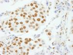 CPSF160 Antibody in Immunohistochemistry (Paraffin) (IHC (P))