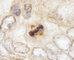 CENP-F/Mitosin Antibody in Immunohistochemistry (Paraffin) (IHC (P))