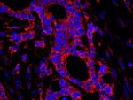 USP3 Antibody in Immunohistochemistry (Paraffin) (IHC (P))