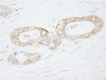 USP3 Antibody in Immunohistochemistry (Paraffin) (IHC (P))