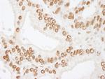 CREB Antibody in Immunohistochemistry (Paraffin) (IHC (P))