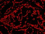 CREB Antibody in Immunohistochemistry (Paraffin) (IHC (P))